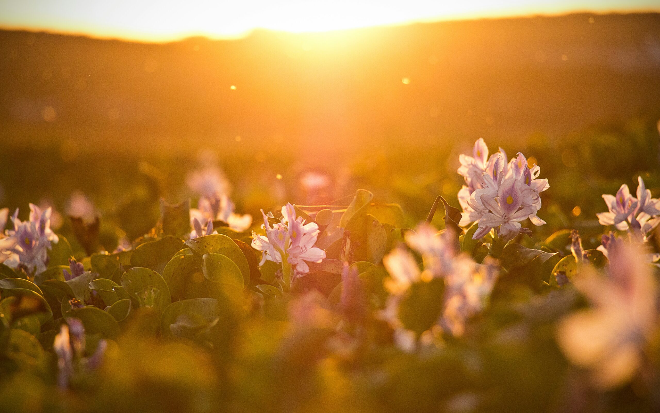 CULTIVATING AGENCY IN THOSE YOU LEAD